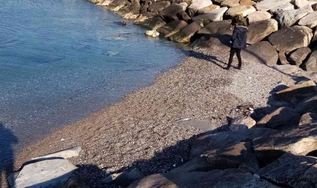 Bandırma'da deniz çekilmesinin 20. günü!