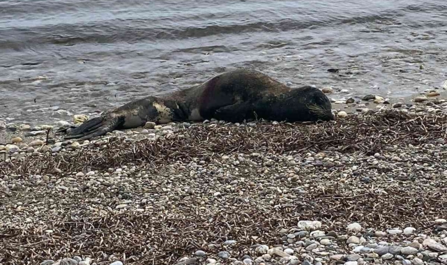 Yaralı Akdeniz Fok'u kurtarılamadı