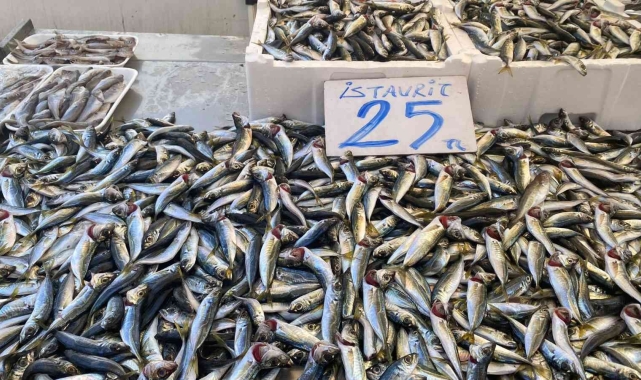 Karadenizli balıkçılar sezondan umduğunu bulamadı!