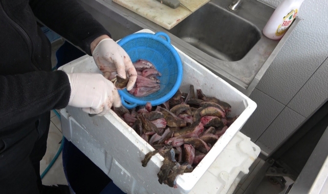 Denizin ısınmasıyla 'çarpan' balığı kendini gösterdi