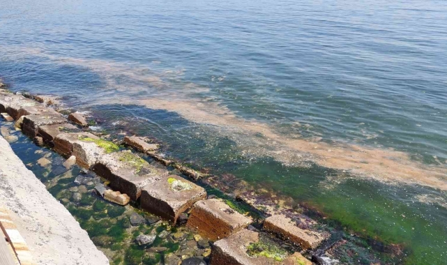 Marmara Denizi yine turuncuya büründü: Bu kez denizanaları da var