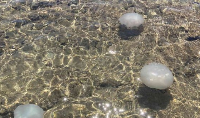 Akdeniz sahillerinden sevindiren haber: Sayıları günden güne azalıyor