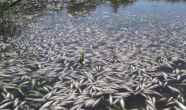 Dicle Nehri'nde telef olan binlerce balık su yüzeyine çıktı