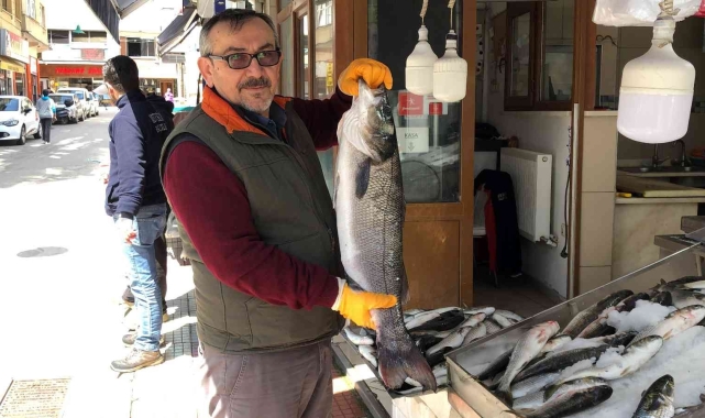 Sinop'ta balıkçı ağlarına 7 kiloluk levrek takıldı