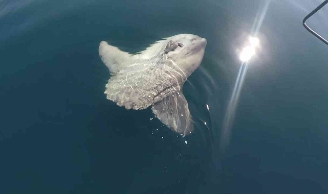 Denizlerin derinlerinde yaşayan balıklar su yüzeyinde görüntülendi