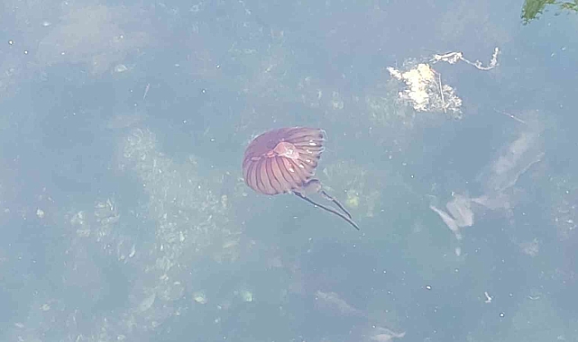 Gemilerin özel havuzlarında kıtaları değiştiriyorlar