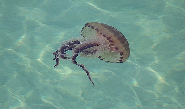 Zehirli denizanaları Gemlik kıyılarında görüldü