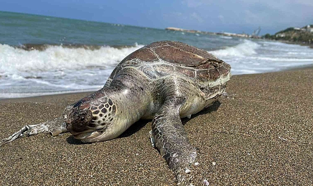 Hatay'da ölü caretta caretta sahile vurdu