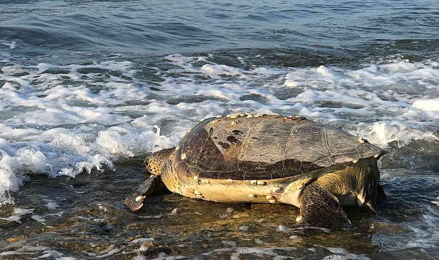 Binlerce yavru kaplumbağa denizle buluşacak