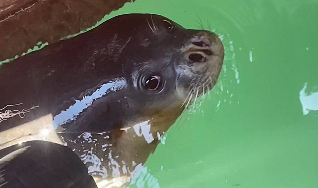 Balıkçılara Akdeniz fokundan tatlı sürpriz