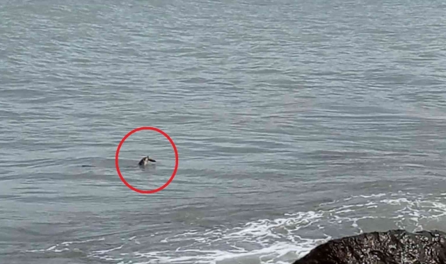 Ordu'da nesli tükenmekte olan su samuru görüldü