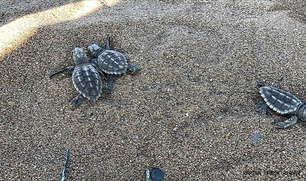 Caretta caretta yavruları mavi sularla buluşmaya başladı  