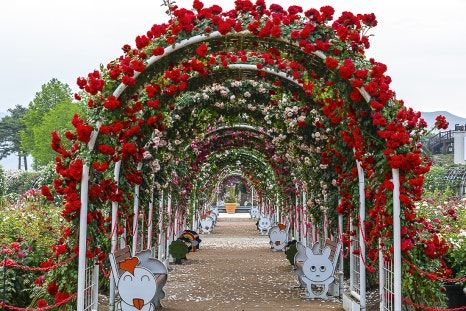 🌹 봄 사이를 걷다, 중랑천 장미축제 산책 (5월 23일)
