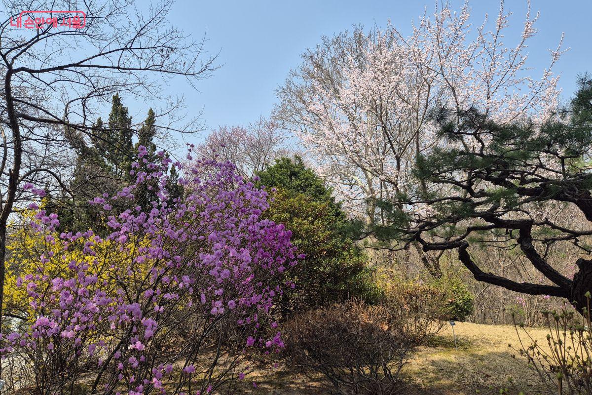 🍃 바람과 잎 사이에서, 수목원 산책 (5월 31일)