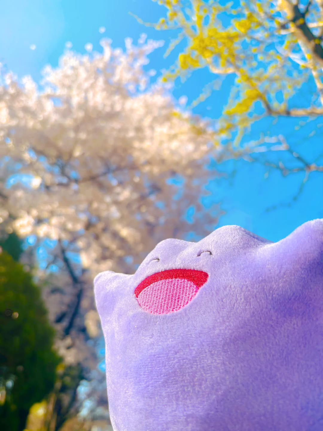 👾 보라색 말랑한 세계로 들어가다, 메타몽 놀이터! (6월 13일)