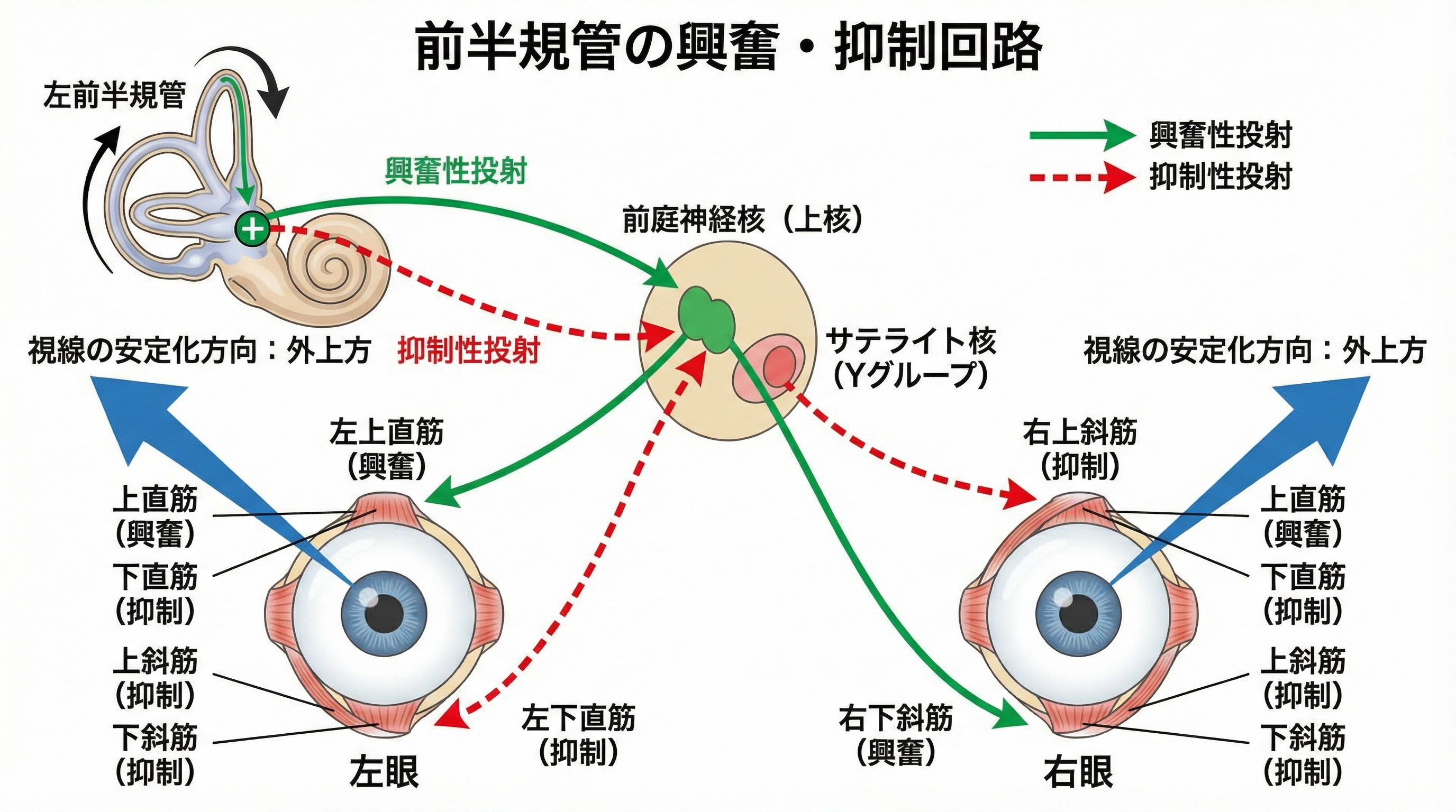 前半規管の興奮・抑制回路