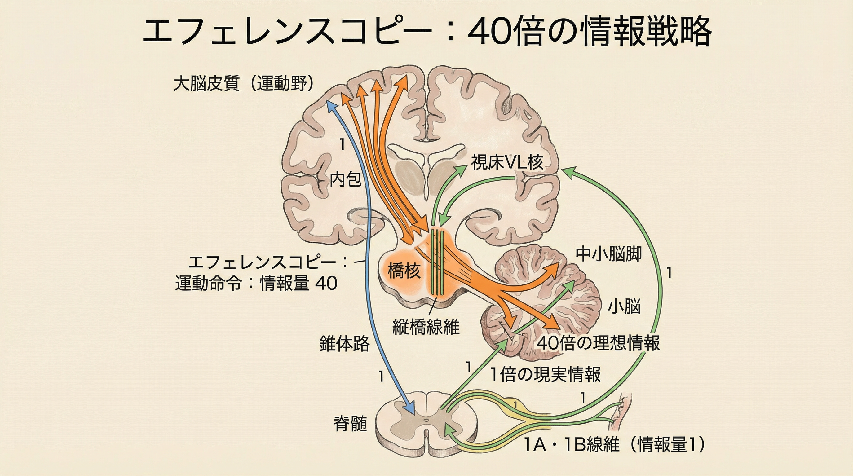 エフェレンスコピーの40倍情報戦略：理想と現実の照合による運動精度の向上