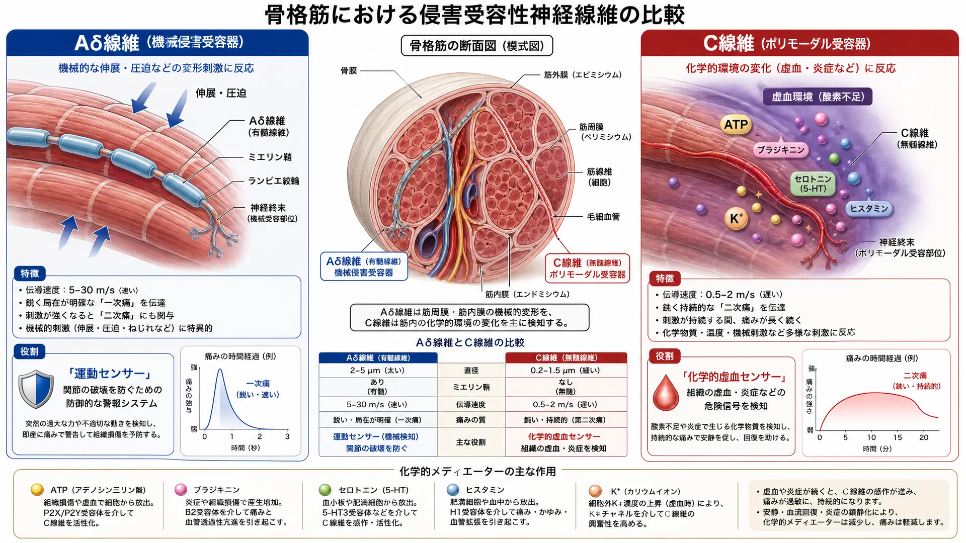 骨格筋における侵害受容性神経線維の比較：Aδ線維（機械侵害受容器・運動センサー）とC線維（ポリモーダル受容器・化学的虚血センサー）の役割分担