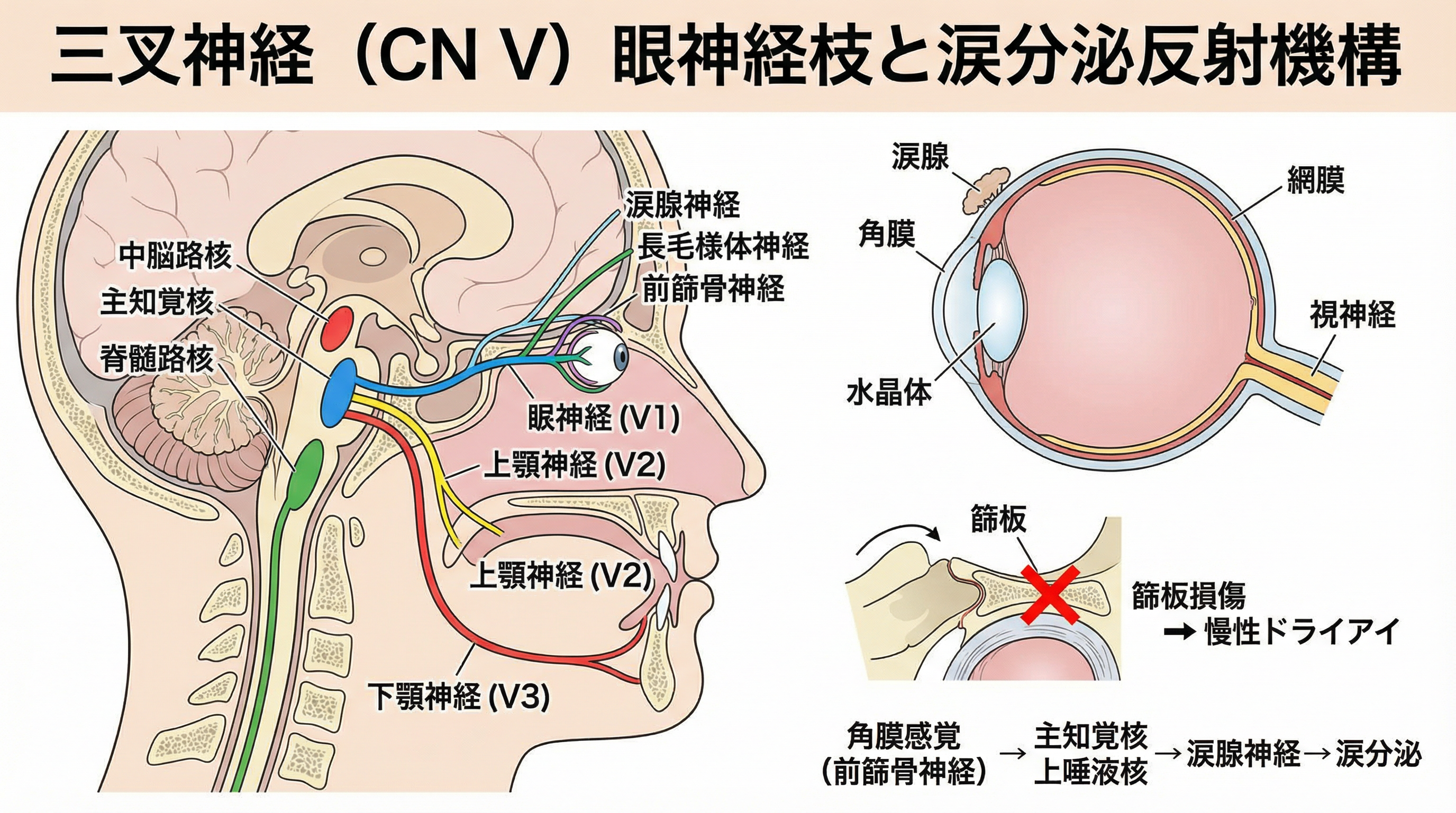 角膜の感覚入力が鈍化すると、脳は「乾き」を検知できず涙の分泌が低下する