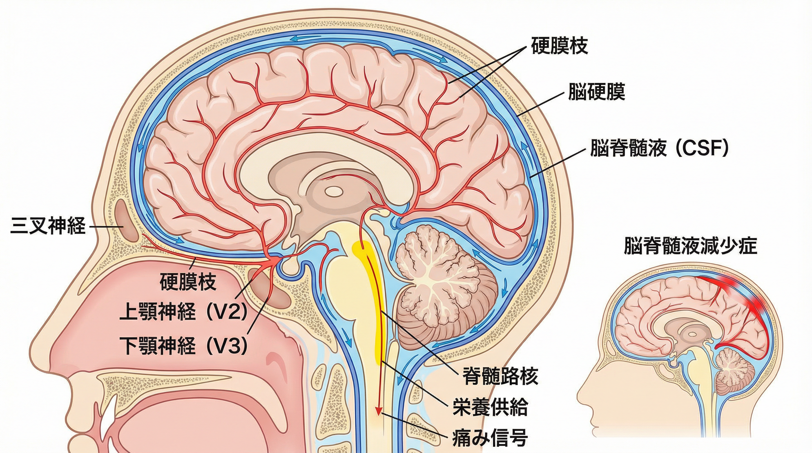 三叉神経の硬膜枝と脳脊髄液（CSF）の力学