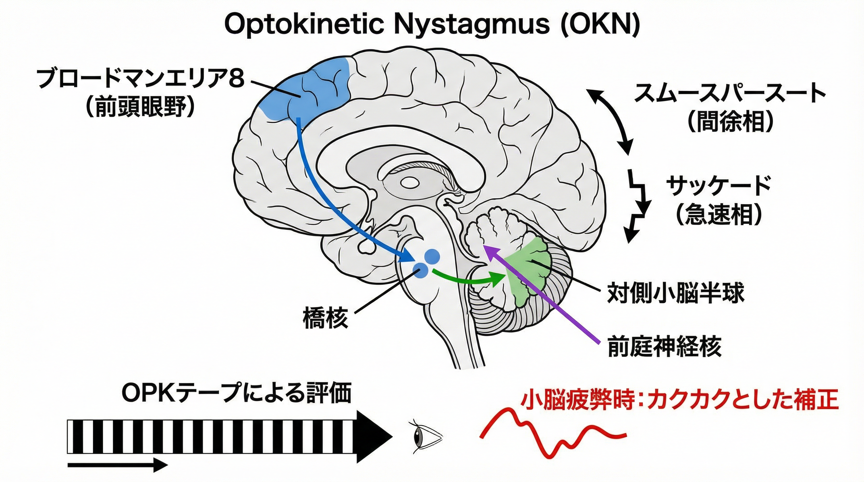 OKNは小脳と脳幹の機能状態を反映する動的検査である
