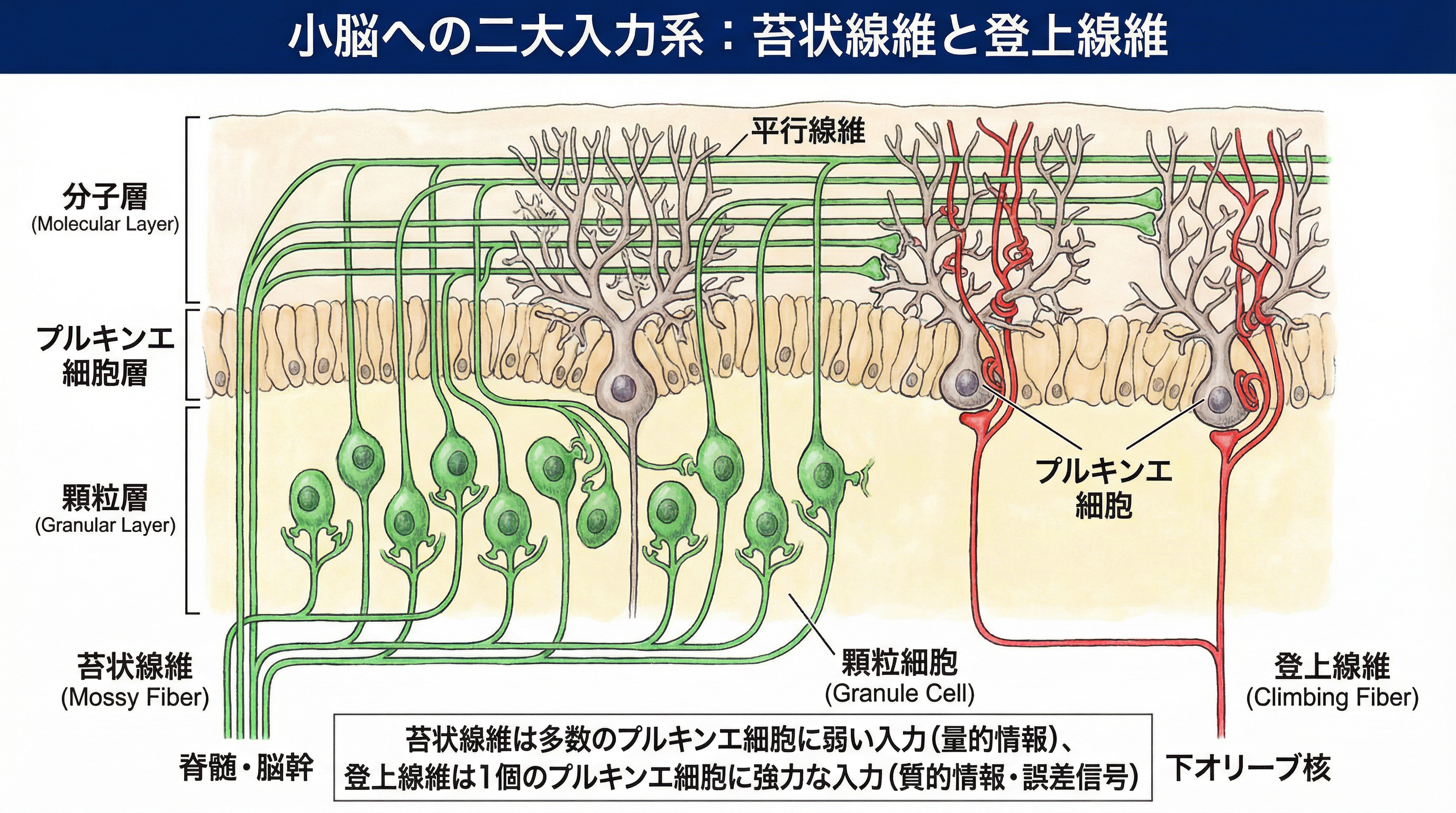 小脳への二大入力系：苔状線維と登上線維