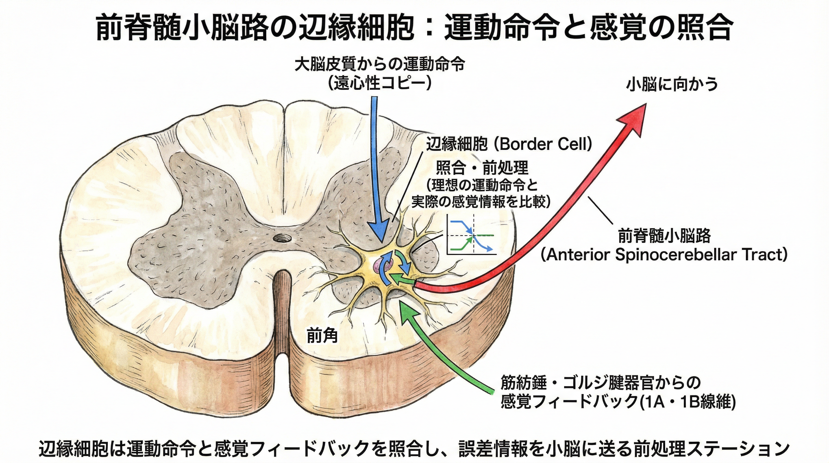 前脊髄小脳路の辺縁細胞：運動命令と感覚の照合