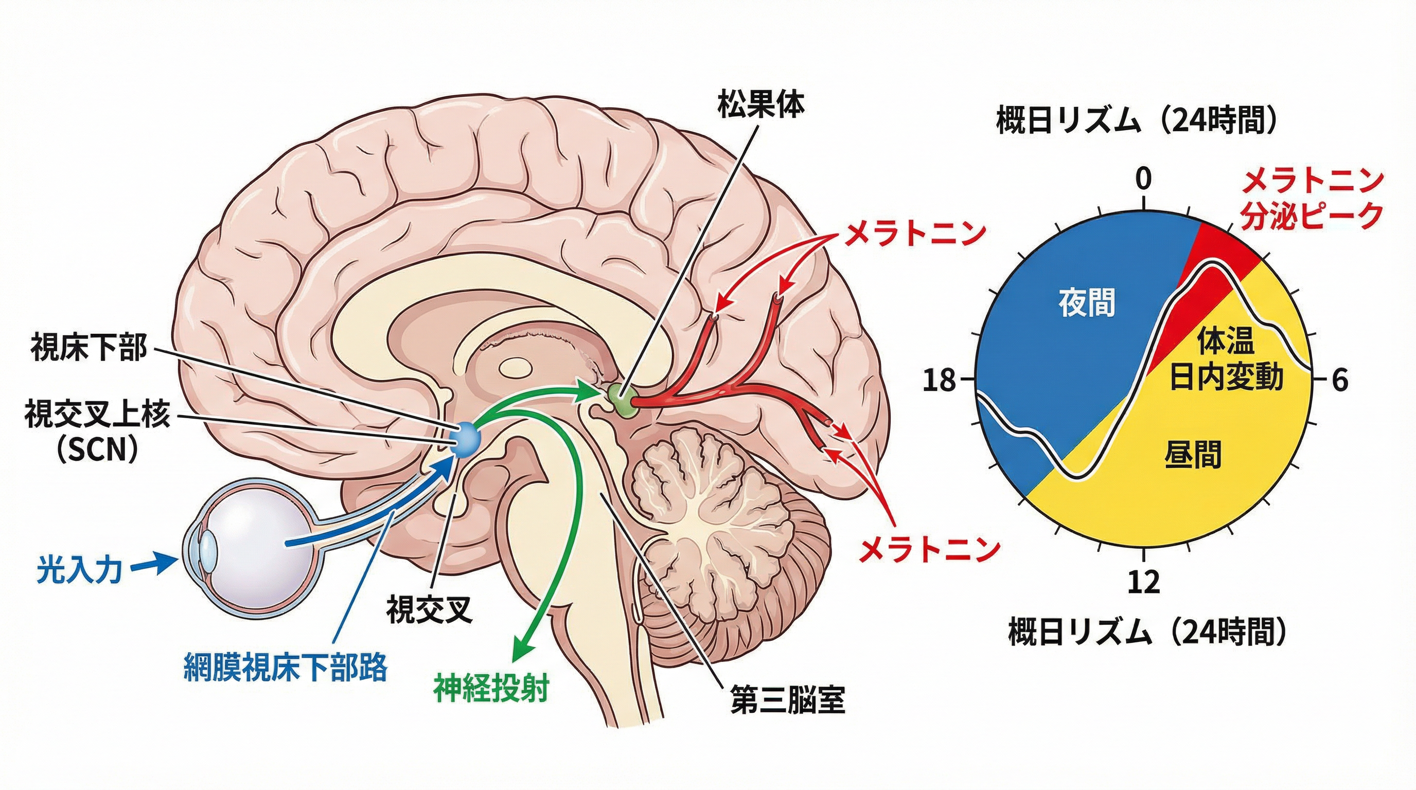 視交叉上核（SCN）とサーカディアンリズムの制御機構