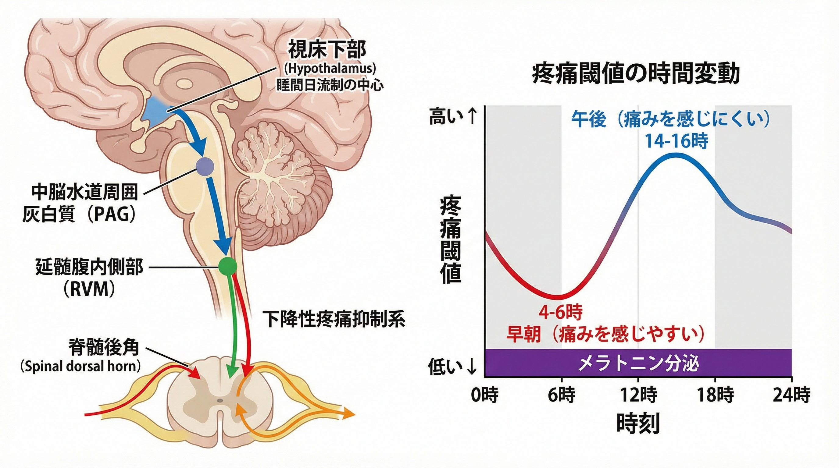間脳から脊髄への下降性調整経路と疼痛発火のメカニズム