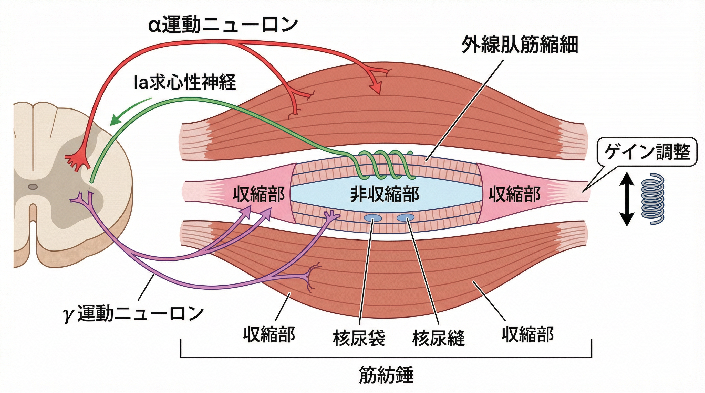 図1: α-γ連関による筋紡錘の感度調整メカニズム