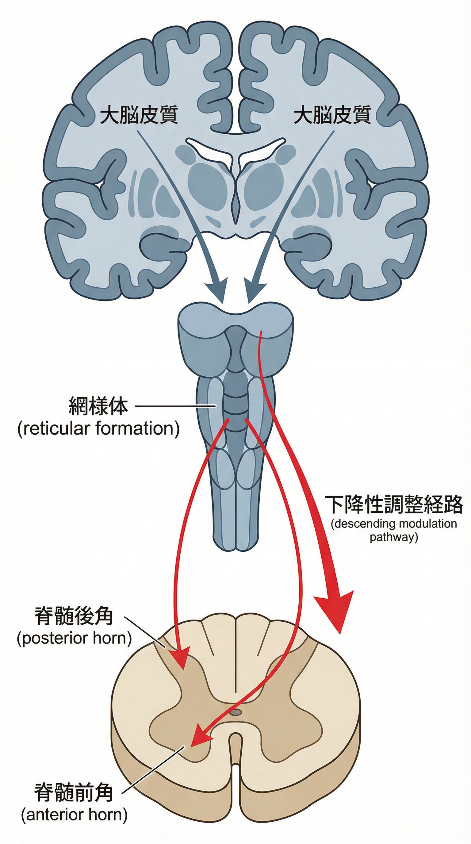 大脳皮質の興奮性投射が網様体を活性化し、脊髄の感覚・運動調整を行う