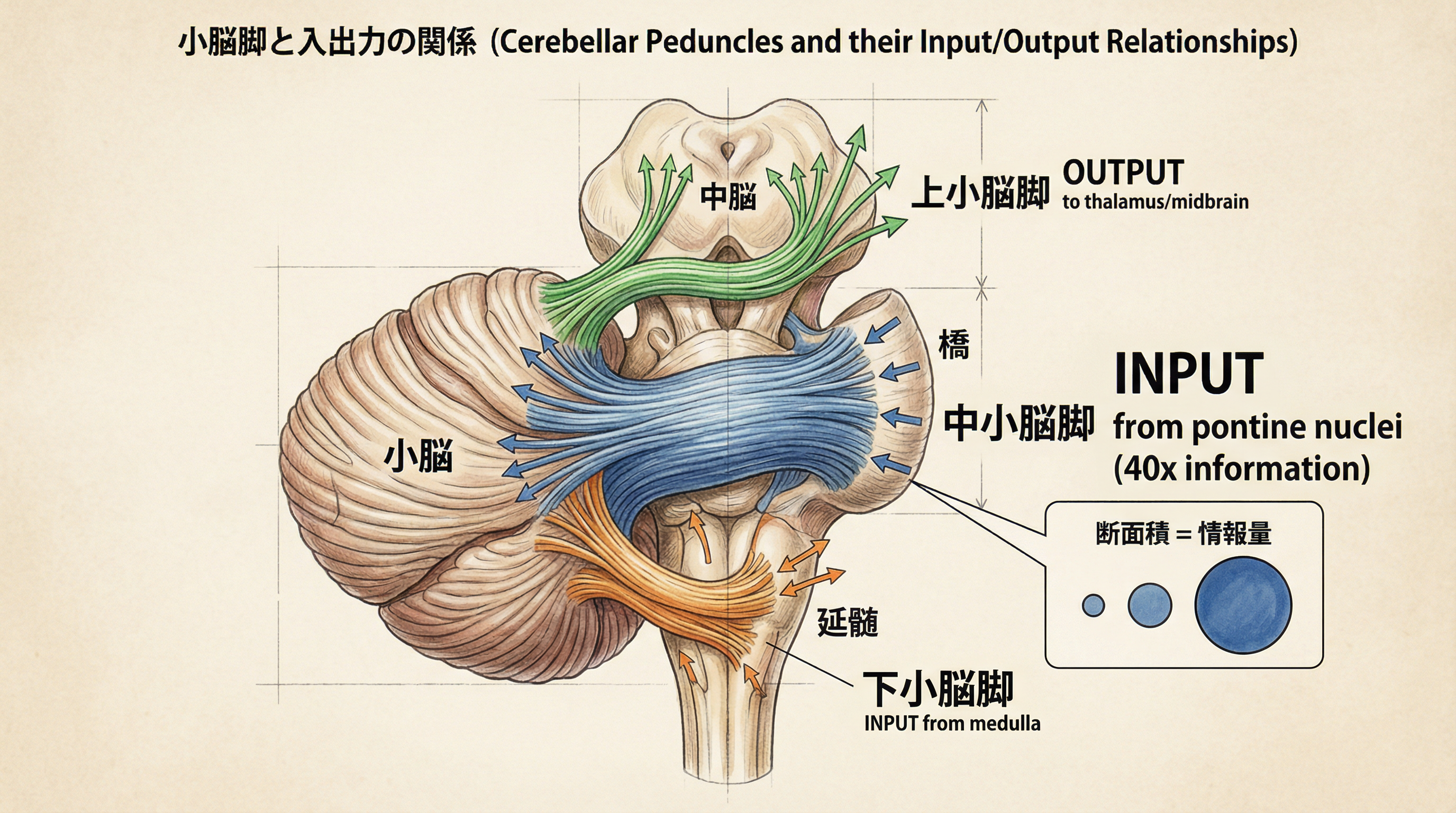 中小脳脚の断面積の大きさは、小脳が受け取る情報量の膨大さを物語る