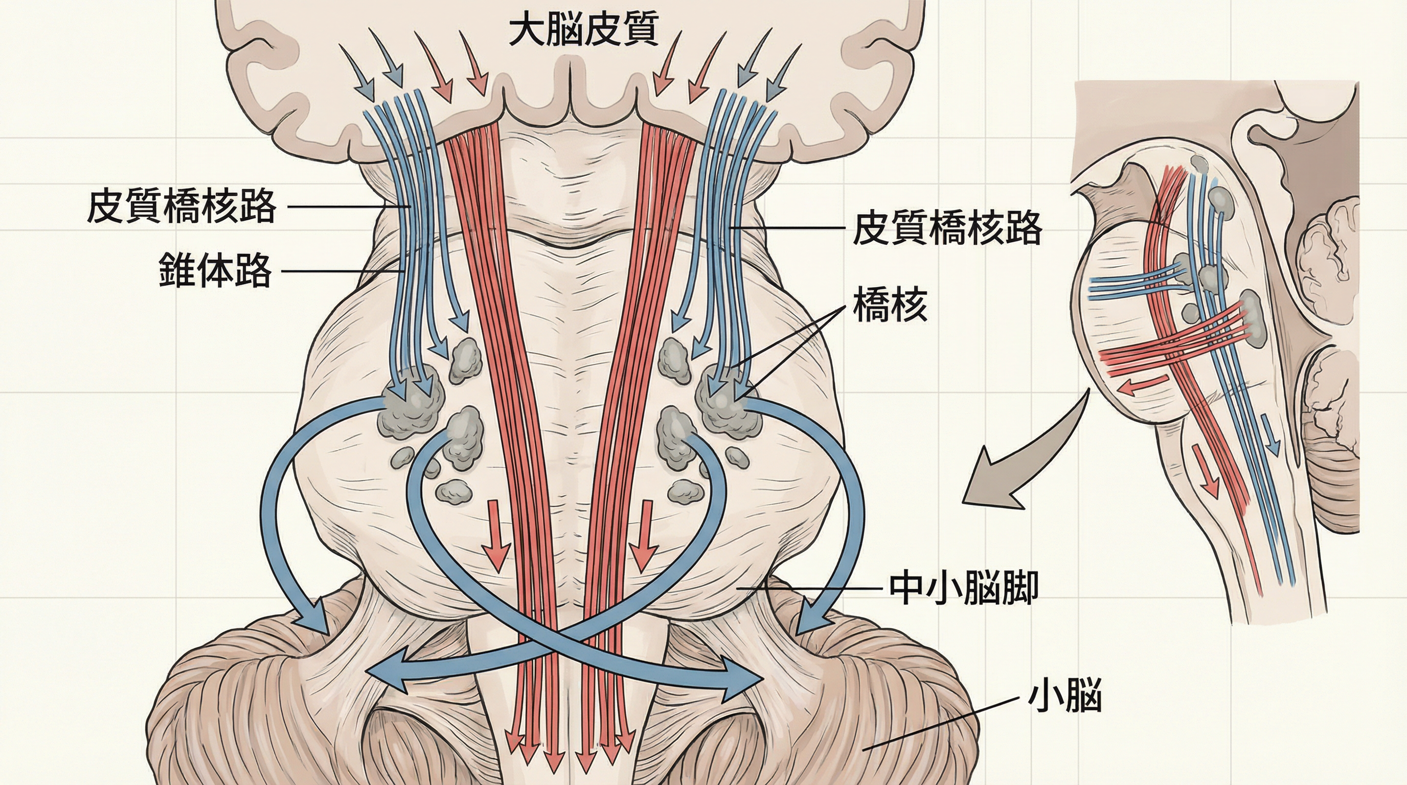 橋核は大脳皮質からの運動情報を小脳へ中継する重要な変換局