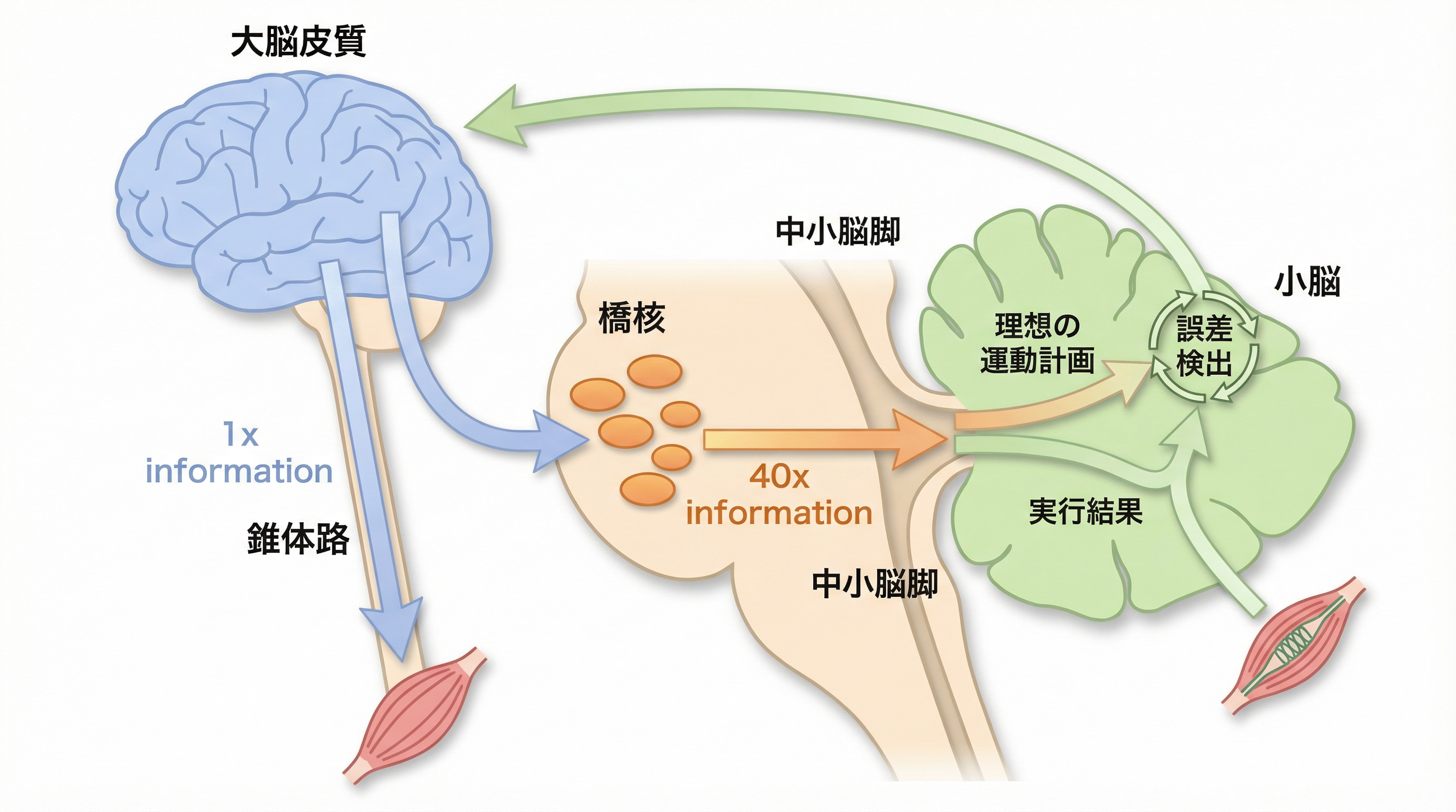 皮質橋小脳路と誤差検出のメカニズム