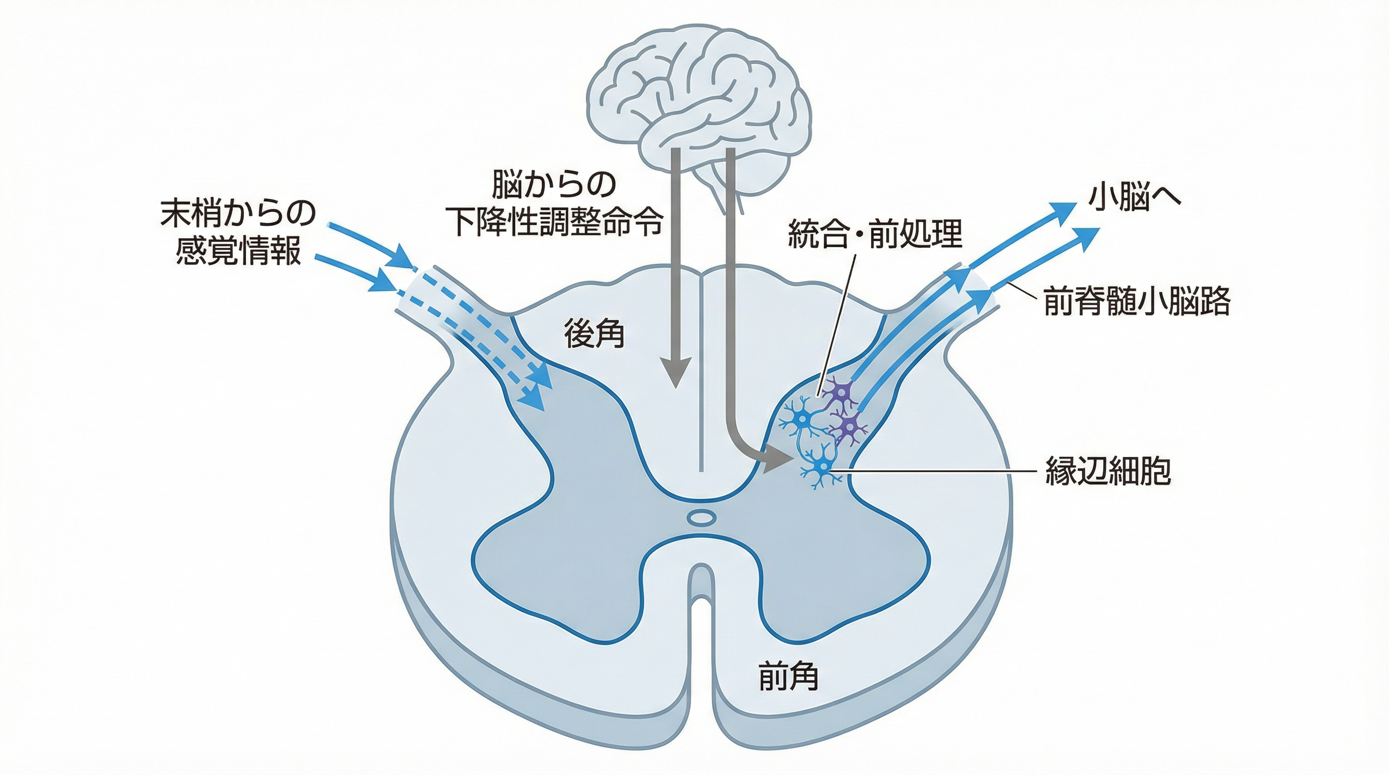 図1: 脊髄後角・前角における情報統合と前脊髄小脳路による前処理