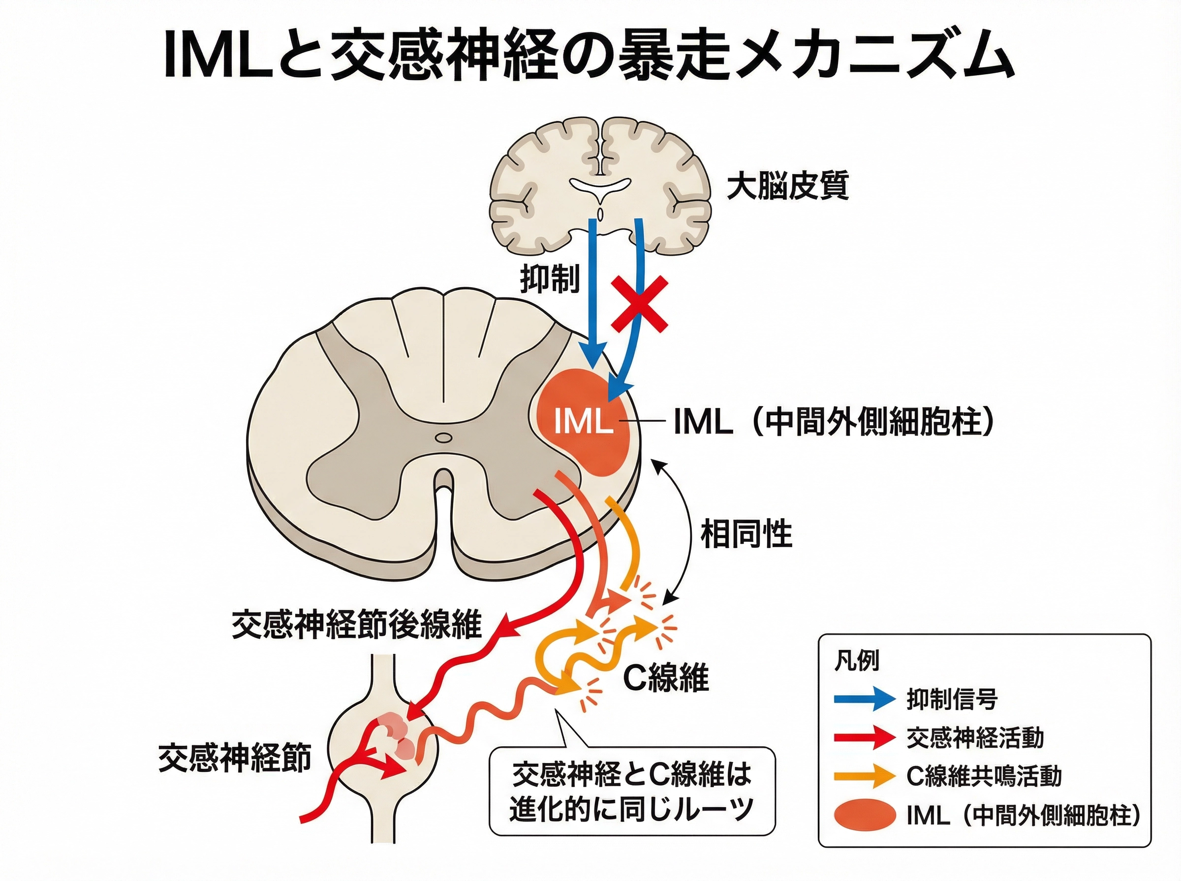 IML（中間外側細胞柱）と交感神経・C線維の相同性。大脳皮質の抑制が外れるとIMLが活性化し、隣接するC線維が共鳴発火して痛みを生じる。