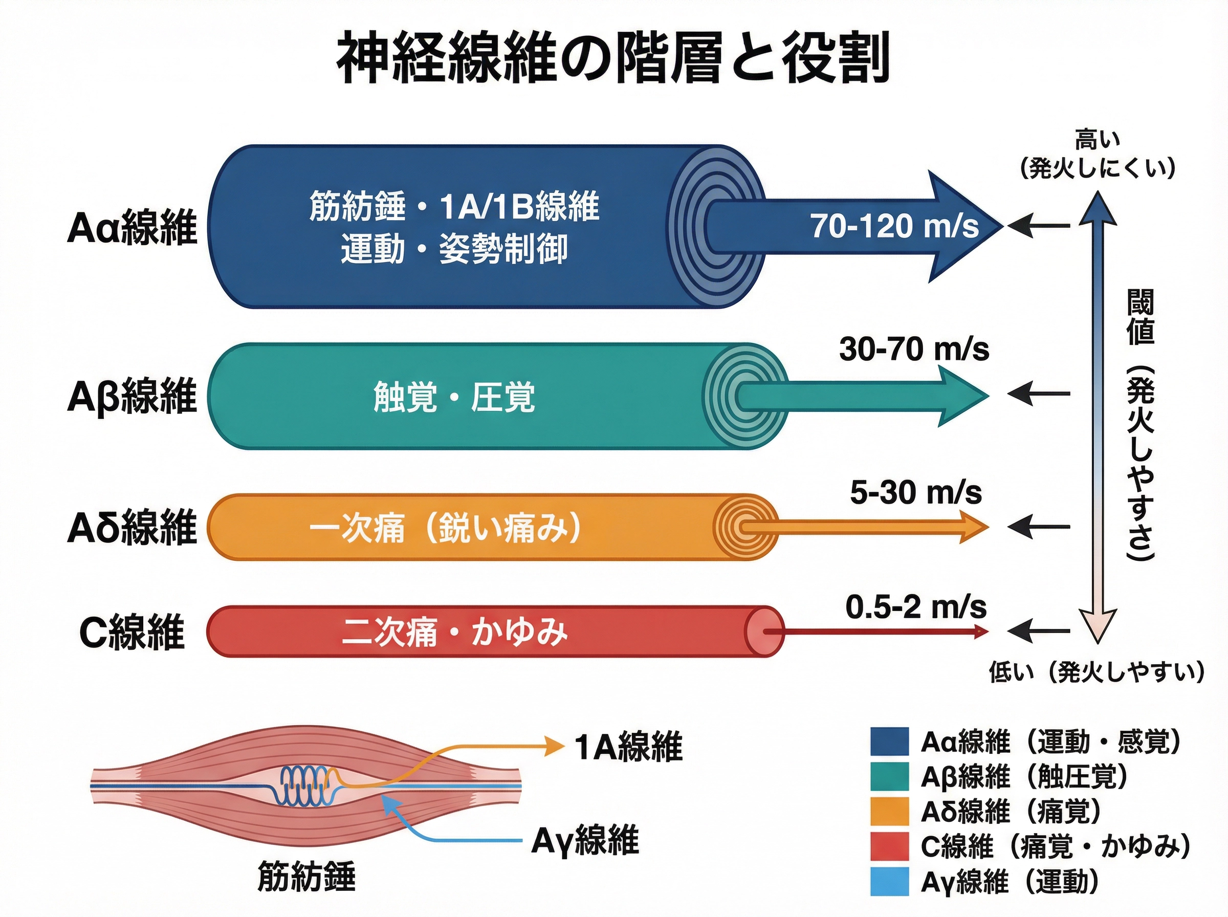 神経線維は太いほど伝導速度が速く閾値が高い（発火しにくい）。C線維は最も細く、低閾値で慢性的な鈍痛・かゆみを伝える。
