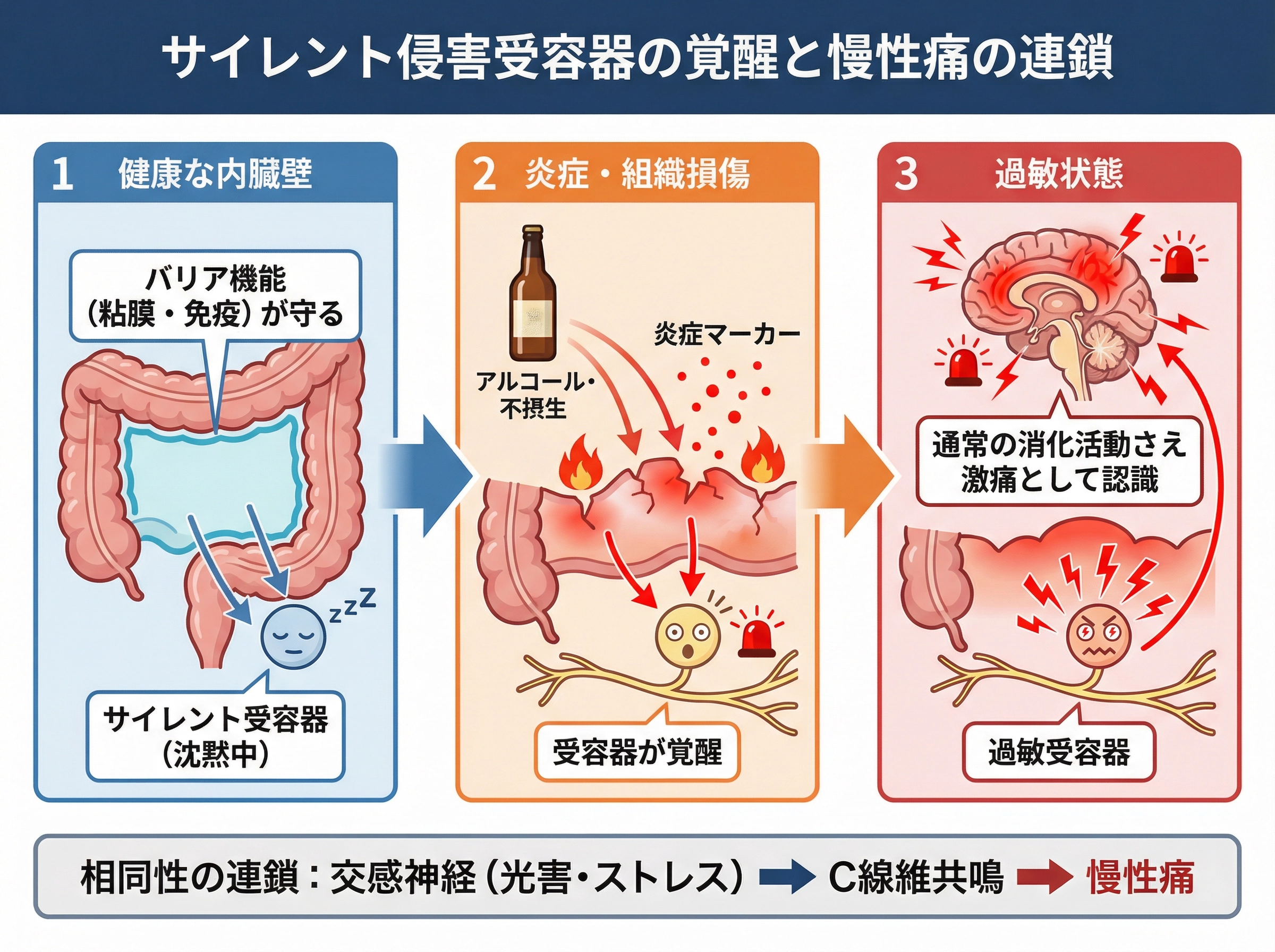 一度覚醒したサイレント受容器は通常の消化活動さえ激痛として認識する。相同性の連鎖：交感神経（光害・ストレス）→C線維共鳴→慢性痛。