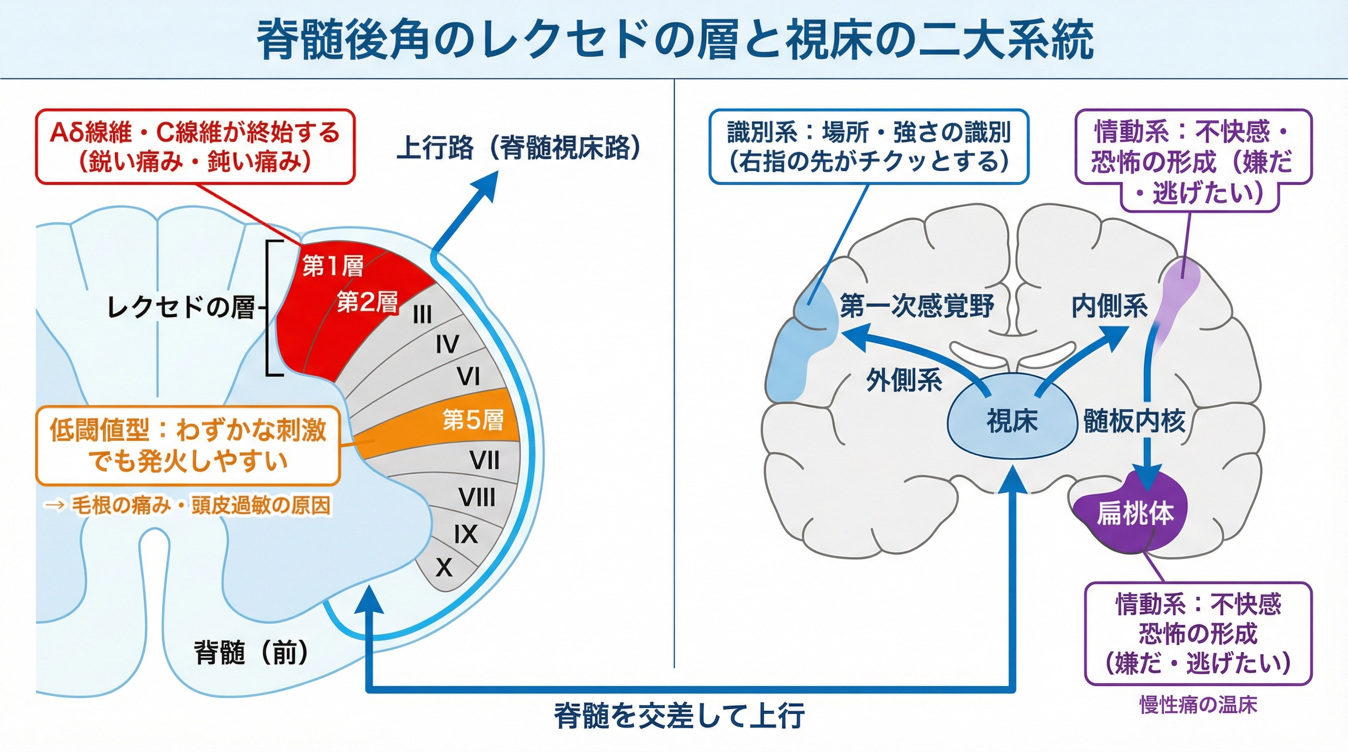 第1・2層はAδ・C線維が終始し鋭い痛みや鈍い痛みを処理。第5層は低閾値型で微細な刺激にも発火しやすく、慢性的な頭皮過敏の原因となる。視床の内側系が扁桃体に恐怖を刻み慢性痛の温床となる。