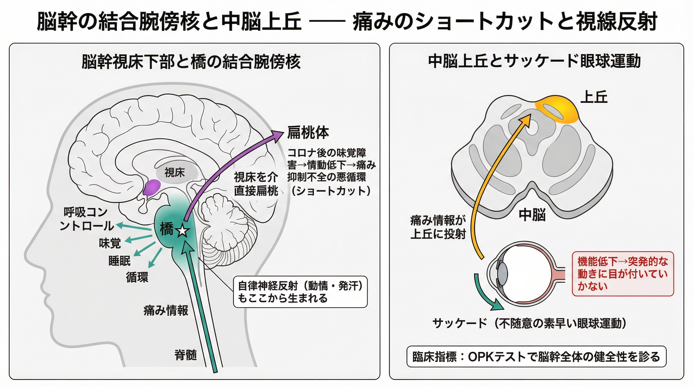 結合腕傍核は呼吸・味覚・睡眠・循環のコントロールセンターの隣に位置し、五感の混線が生じやすい。上丘の機能低下はOPKテストで検出でき、脳幹全体の健全性の指標となる。