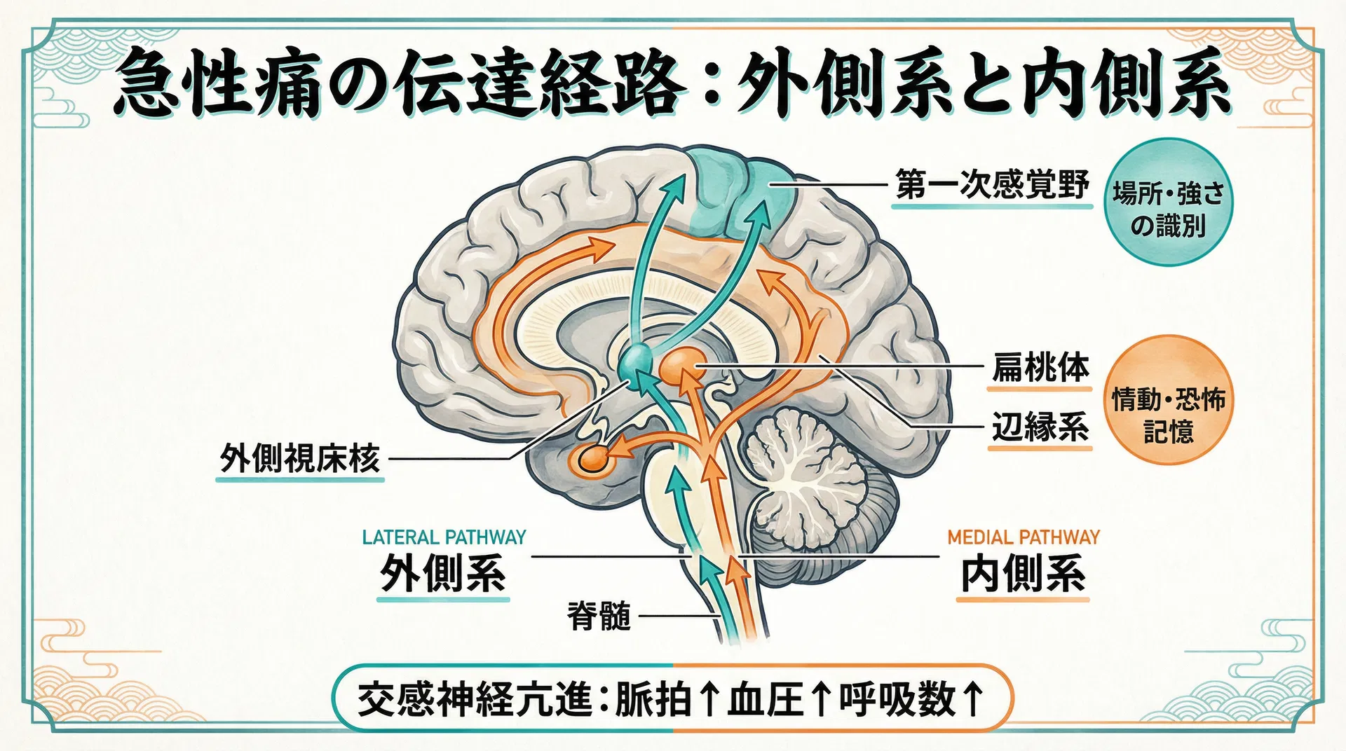 急性痛の伝達経路：外側系と内側系