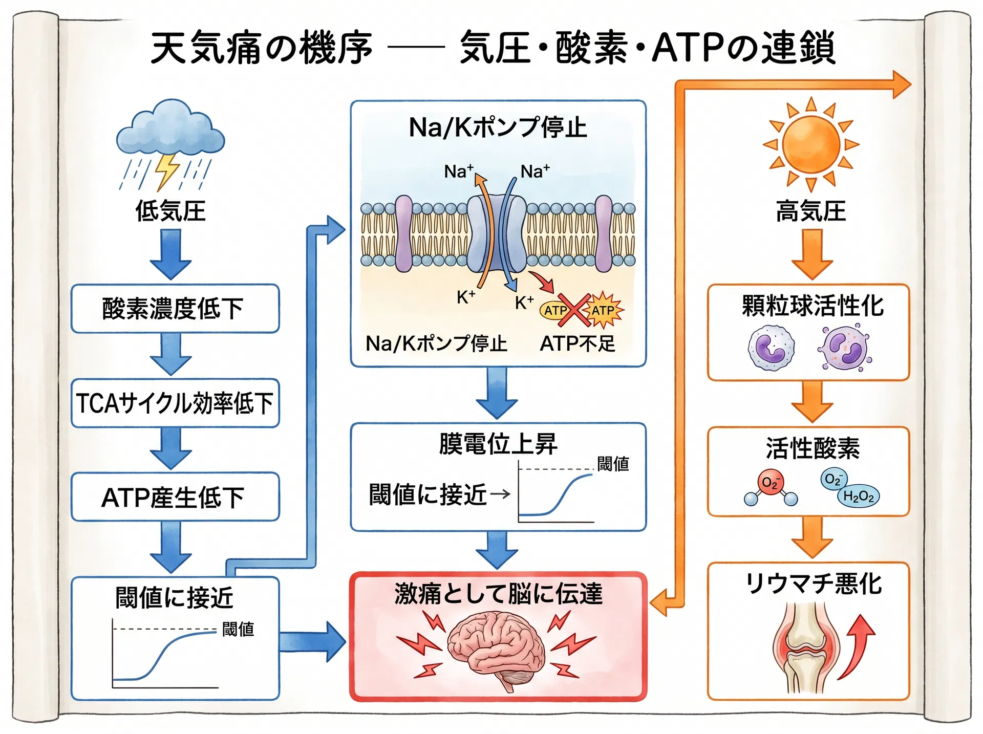 天気痛の機序 ―― 気圧・酸素・ATPの連鎖