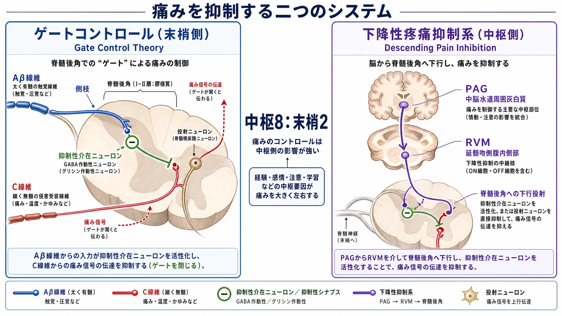 痛みの二大ブレーキ：ゲートコントロール理論と下降性疼痛抑制系