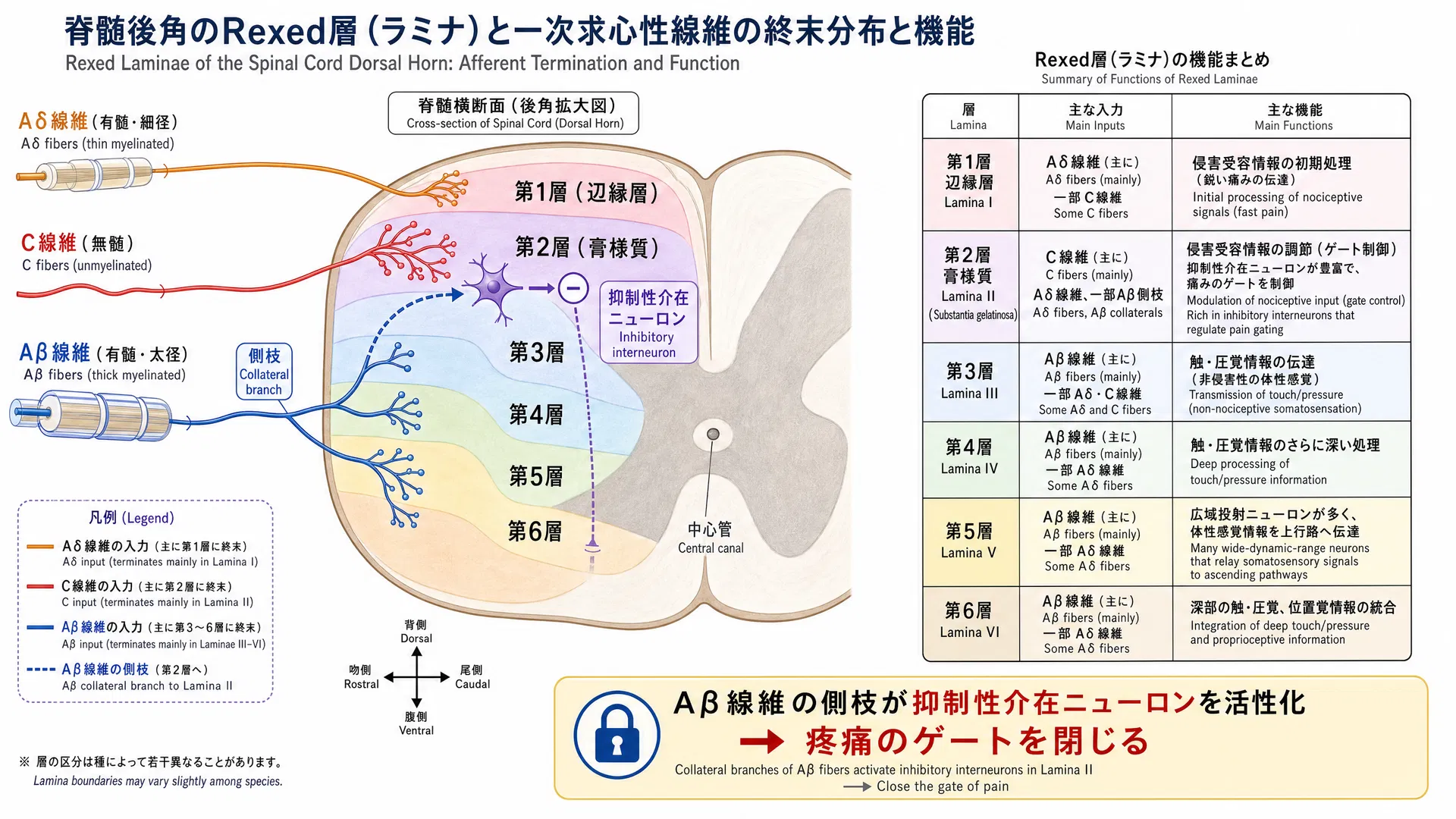 脊髄後角レクセドの層構造：Aδ・C・Aβ線維の入力分布