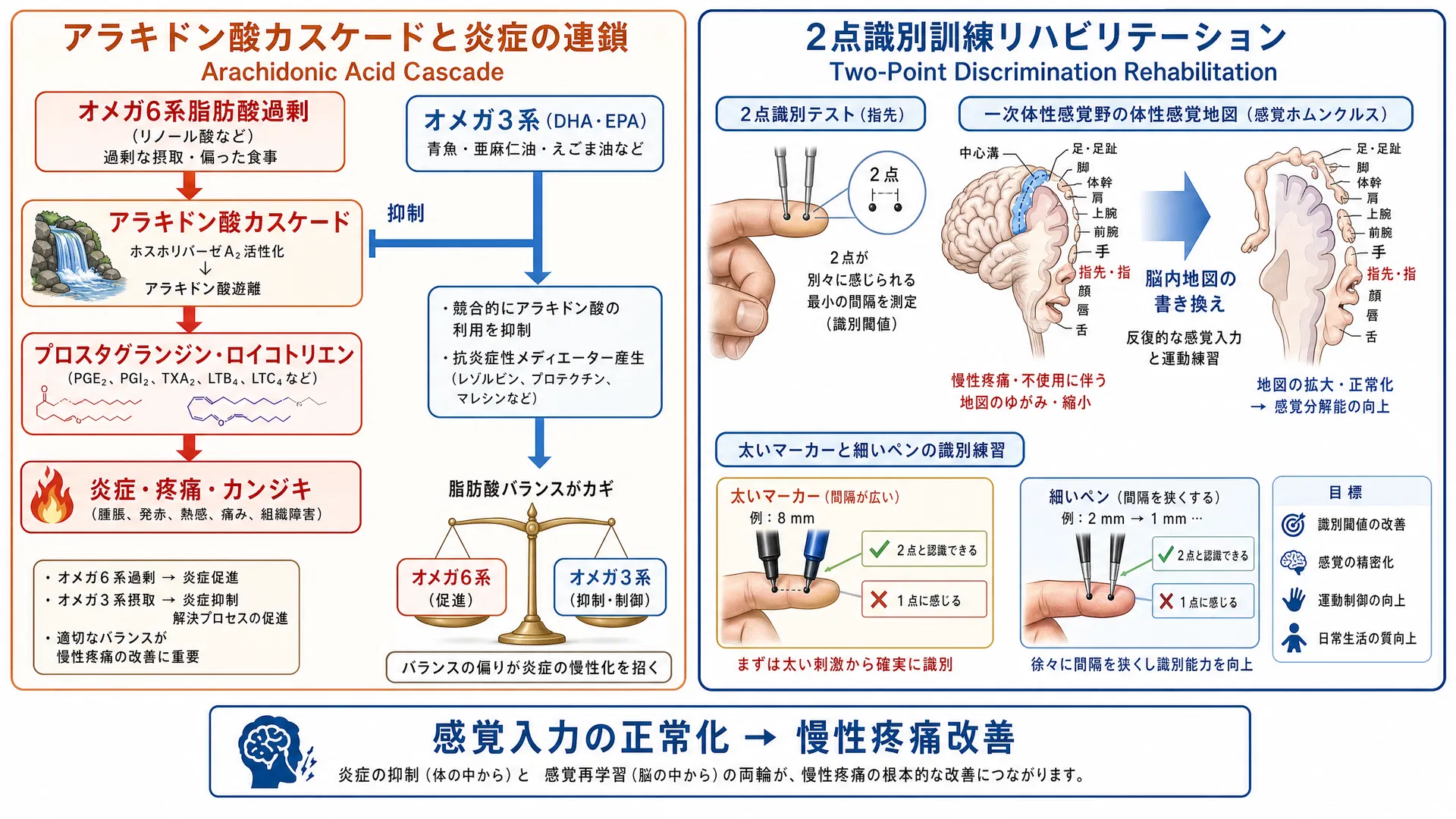 アラキドン酸カスケードと2点識別覚リハビリテーション