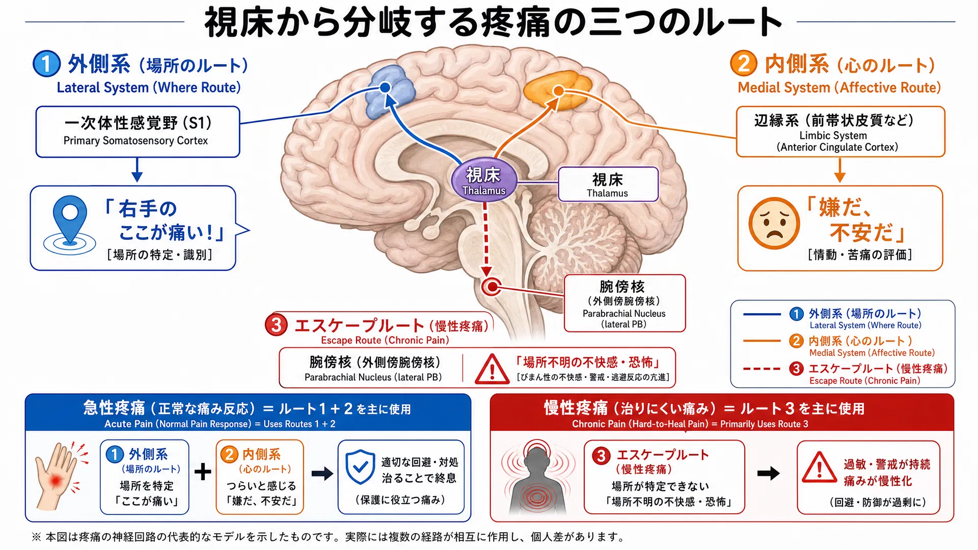 視床から分岐する疼痛の三つのルート：外側系・内側系・腕傍核エスケープルート