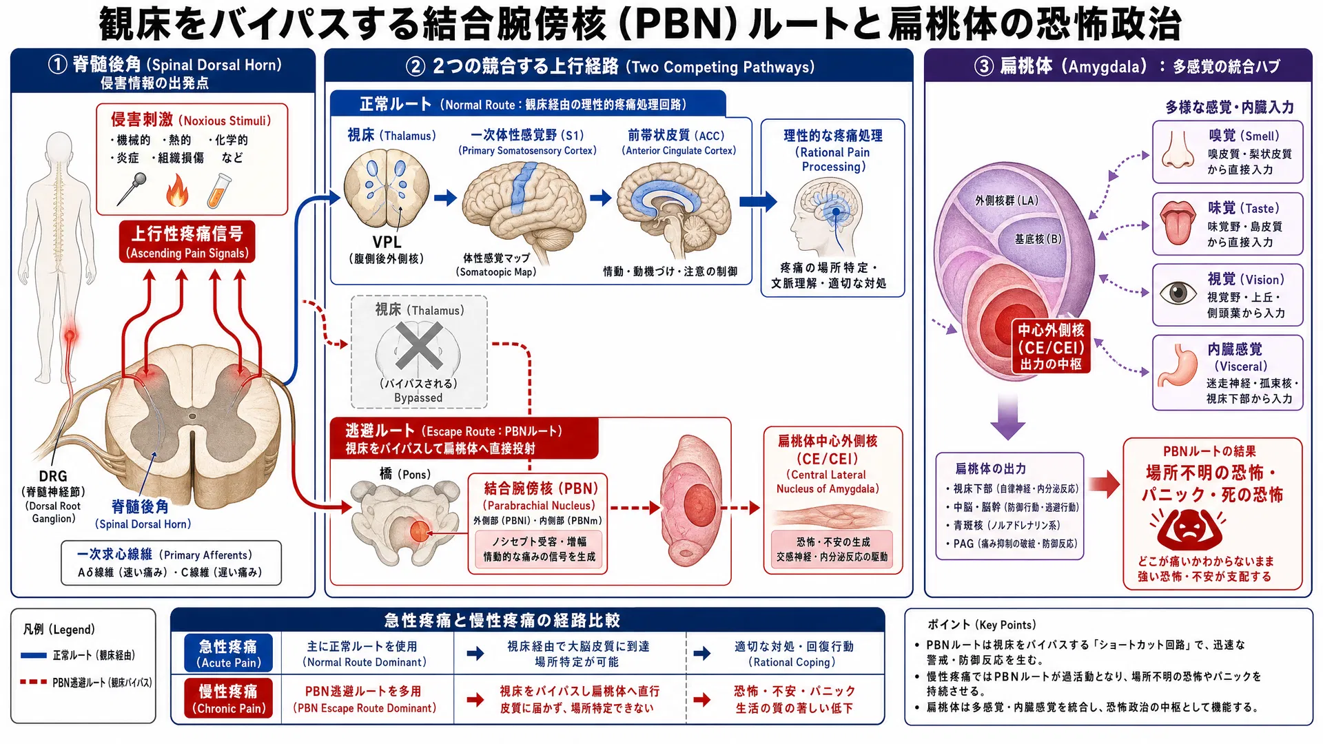 視床をバイパスする結合腕傍核（PBN）ルートと扁桃体の恐怖政治：急性痛と慢性痛の経路比較