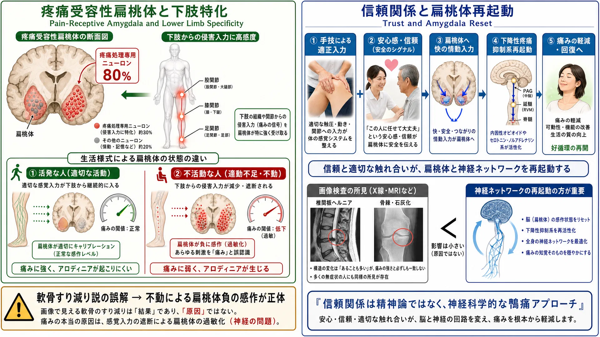 疼痛受容性扁桃体と下肢特化性・信頼関係による扁桃体再起動の臨床図解