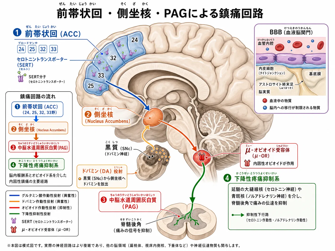 前帯状回（ACC）・側坐核・PAGによる鎮痛回路。ACC→側坐核→PAGの経路でμ-オピオイドが産生され、下降性疼痛抑制系が起動する。