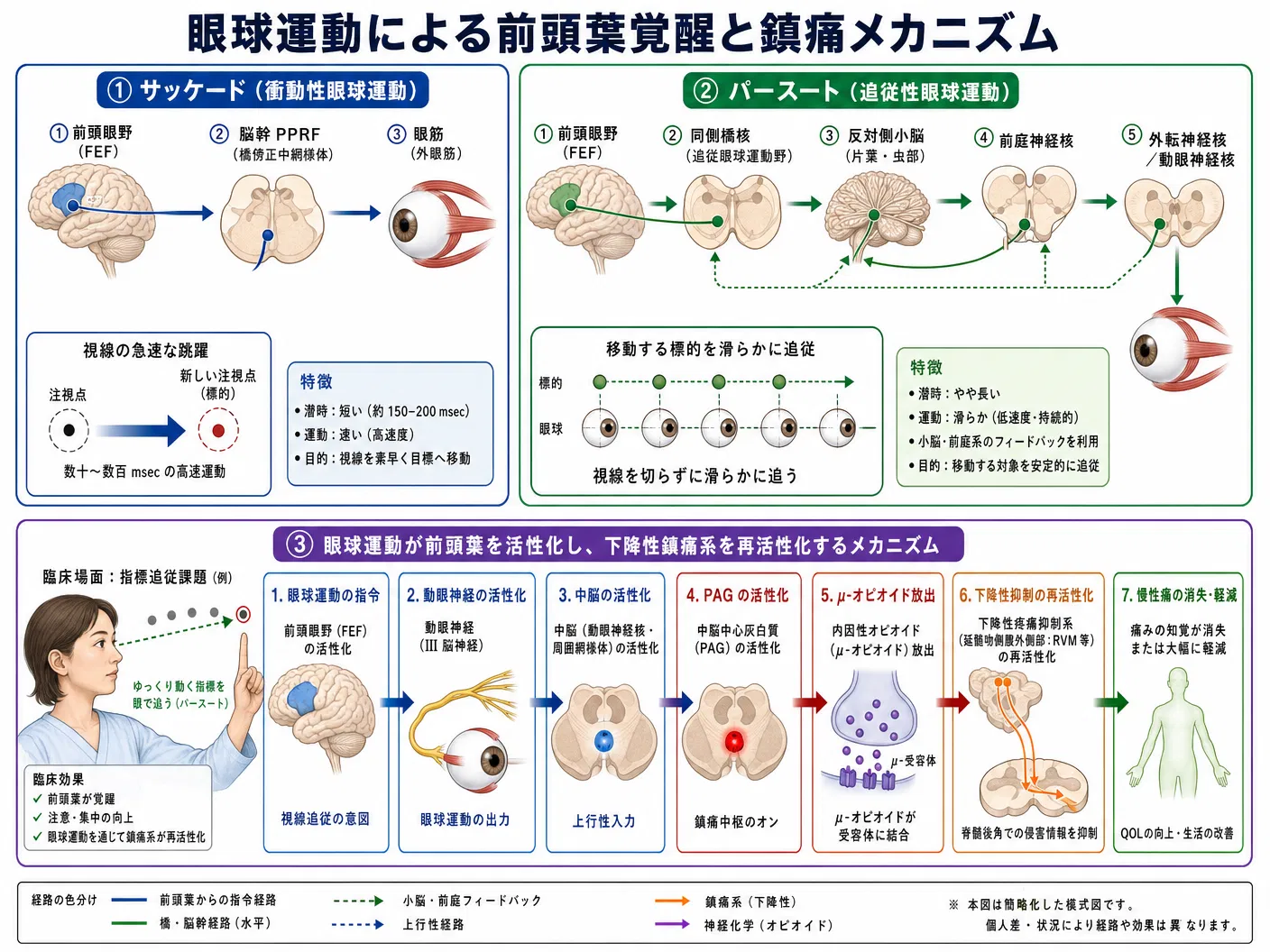 眼球運動（サッケード・パースート）による前頭葉覚醒と鎮痛メカニズム。眼球運動→動眼神経→中脳→PAG活性化→μ-オピオイド放出→下降性疼痛抑制系再起動の連鎖。